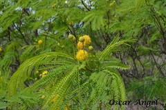 Leucaena greggii