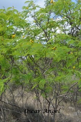 Leucaena greggii