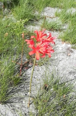Nerine sarniensis