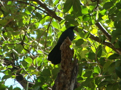 Melanotis caerulescens