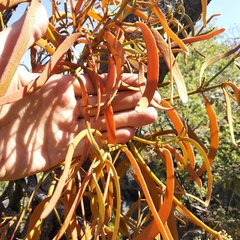 Phoradendron carneum