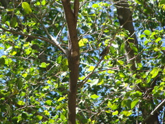 Amazilia rutila