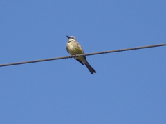 Tyrannus melancholicus