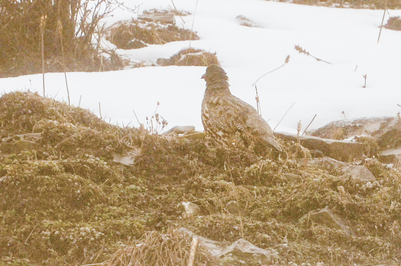 Snow Partridge (Lerwa lerwa), photo 4