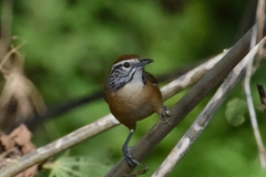 Happy Wren photo 5