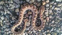 Sistrurus tergeminus