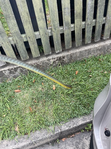 Common Tree Snake sighting