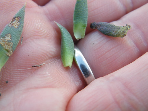 Image of Bergeranthus Leightoniae (Bergeranthus leightoniae) by (c) Antoinette Eyssell Knox, some rights reserved (CC BY-SA)