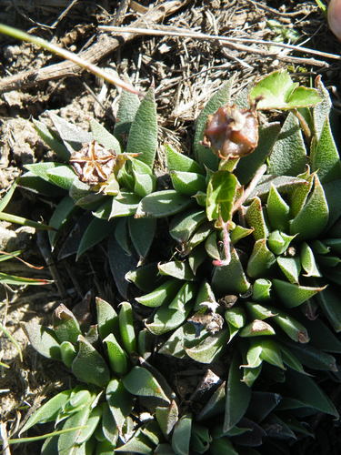 Image of Bergeranthus Leightoniae (Bergeranthus leightoniae) by (c) Antoinette Eyssell Knox, some rights reserved (CC BY-SA)