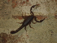 Vaejovis carolinianus