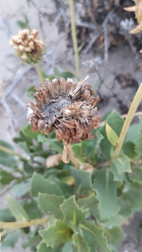 Image of Shrubby gumweed by no rights reserved
