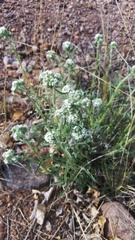 Cryptantha multicaulis