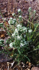 Cryptantha multicaulis