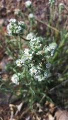 Cryptantha multicaulis