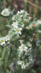Cryptantha multicaulis