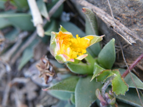 Image of Bergeranthus Leightoniae (Bergeranthus leightoniae) by (c) Antoinette Eyssell Knox, some rights reserved (CC BY-SA)