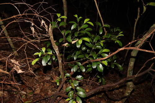 Image of Endiandra discolor by (c) Greg Tasney, some rights reserved (CC BY-SA)