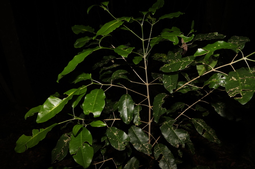 Image of Sarcomelicope simplicifolia by (c) Greg Tasney, some rights reserved (CC BY-SA)