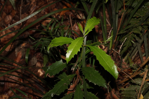 Image of Polyosma cunninghamii by (c) Greg Tasney, some rights reserved (CC BY-SA)