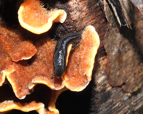 Geomalacus oliveirae