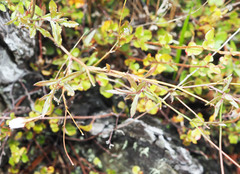 Wahlenbergia rupestris