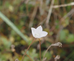 Wahlenbergia rupestris