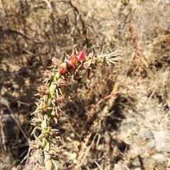Echeveria coccinea