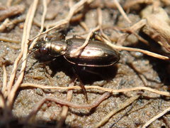 Bembidion americanum