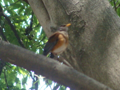 Turdus rufopalliatus