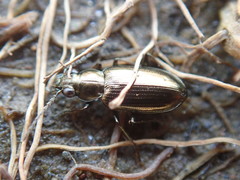 Bembidion americanum
