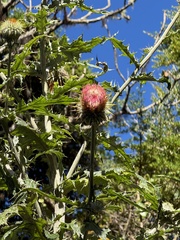 Cirsium subcoriaceum image