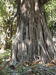 Ficus