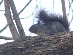 Sciurus colliaei