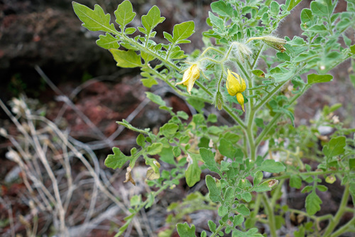 Solanum galapagense