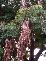 Radermachera pentandra