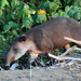 Baird's Tapir - Photo (c) Paul Norwood, some rights reserved (CC BY-NC), uploaded by Paul Norwood