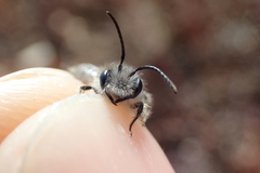 Andrena frigida