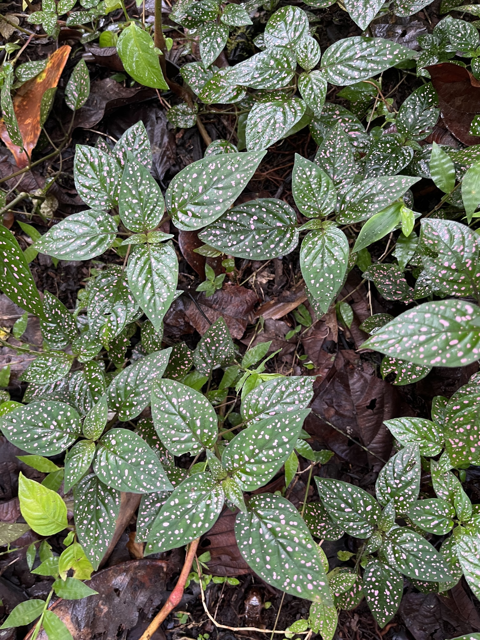 Imagem de Planta-pintada
