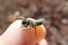 Andrena frigida