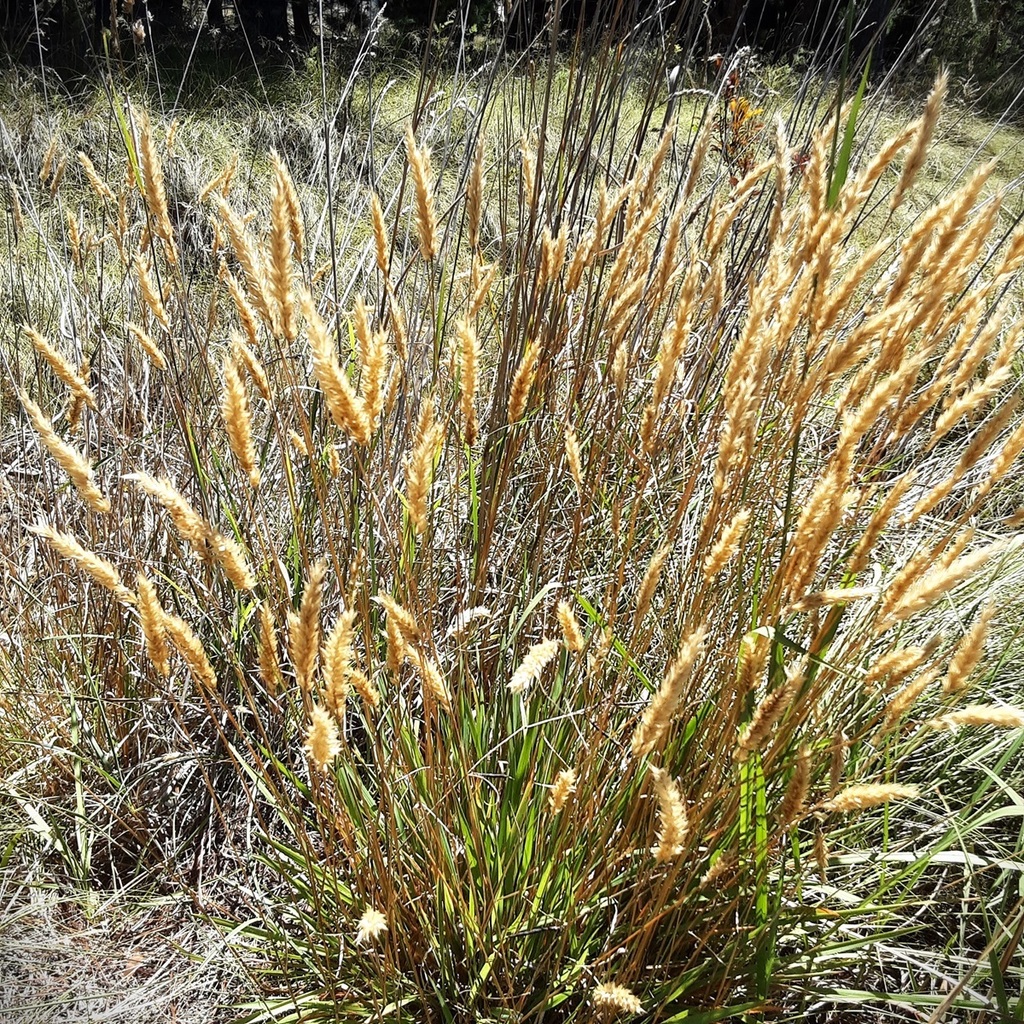 sweet vernal grass from Wallerawang NSW 2845, Australia on January 21