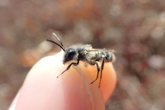 Andrena frigida