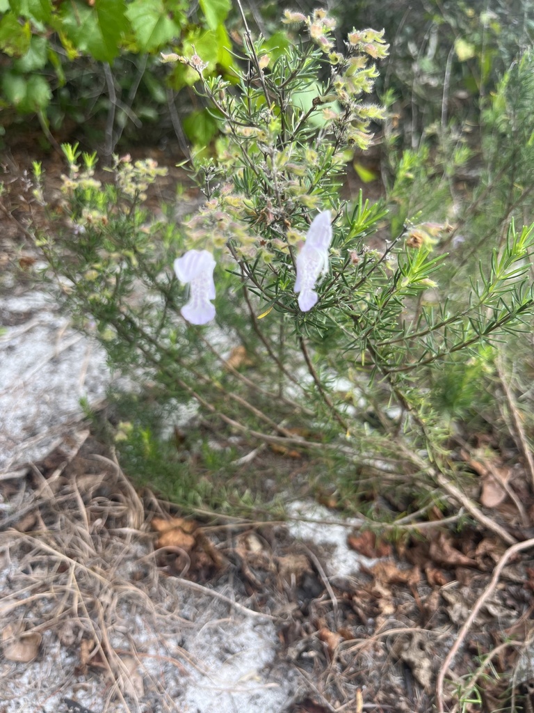Largeflower False Rosemary from Yamato Scrub, Boca Raton, FL, US on