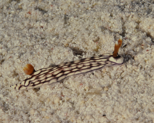 Hypselodoris whitei
