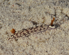 Hypselodoris whitei image