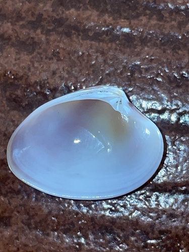 Chocolate Clam