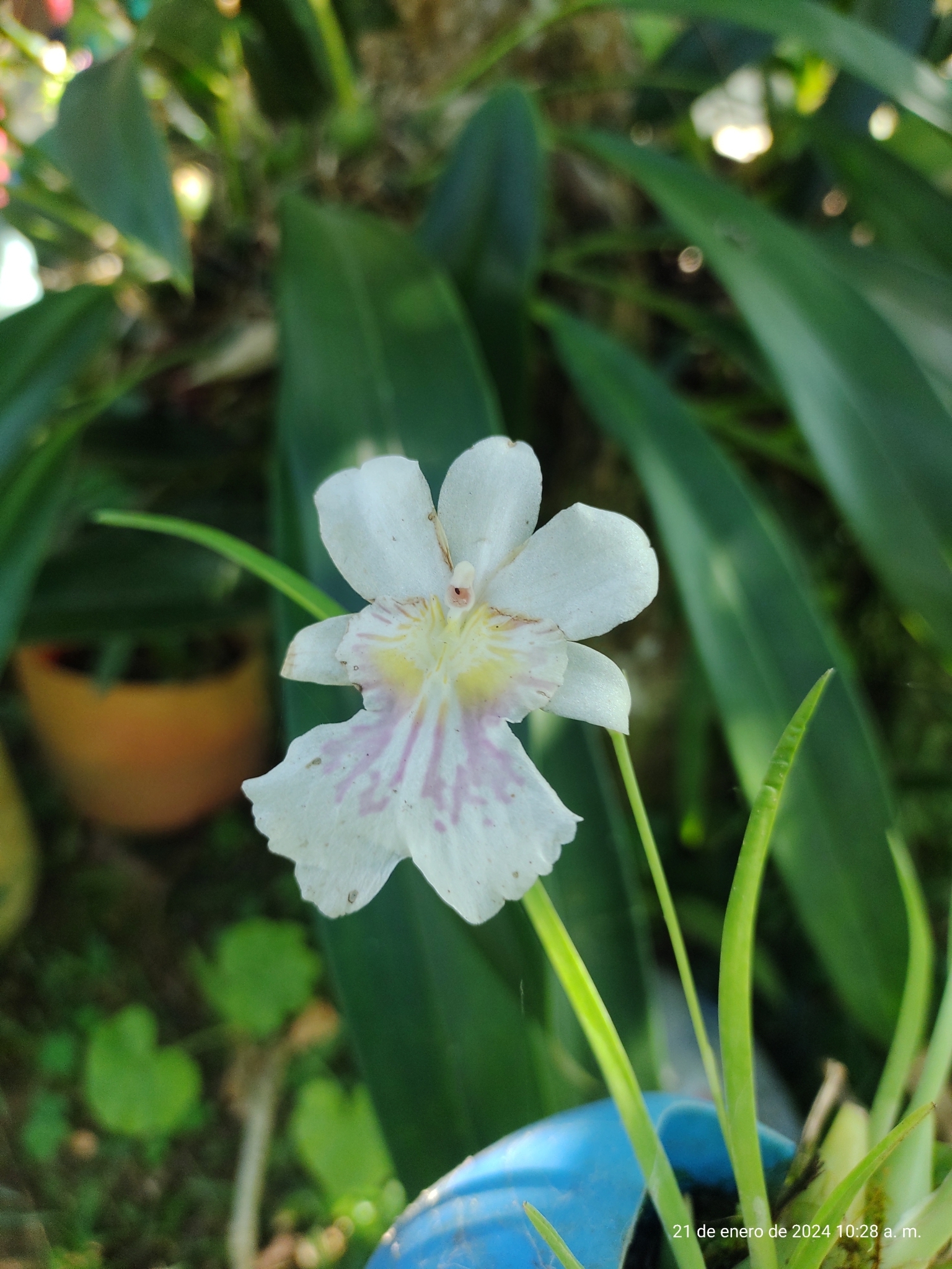 Imagem de Orquídea