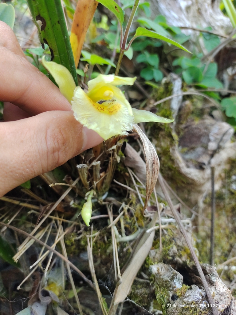 Chondroscaphe flaveola