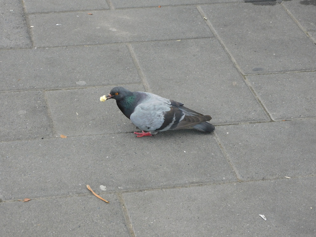 Feral Pigeon from Quinto Guayas Este, Guayaquil, Ecuador on January 21