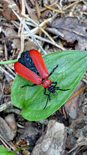 Scharlachroter Feuerkäfer