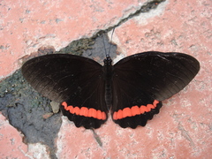 Biblis